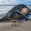 В Англии нашли кости крупнейшего морского динозавра. Он был длиннее, чем два автобуса
