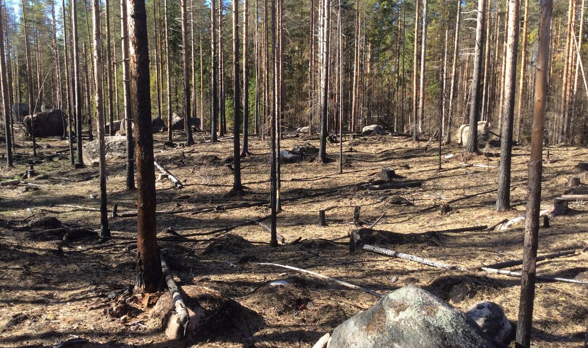 Põlenud mets on Soome kõige haruldasem looduslik elupaik. Seetõttu tekitatakse neid kunstlikult juurde.