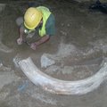 Saksamaal leiti kaevetööde käigus mammut