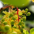Eesti turgu hakkab vallutama meie oma kasvatatud viinamari