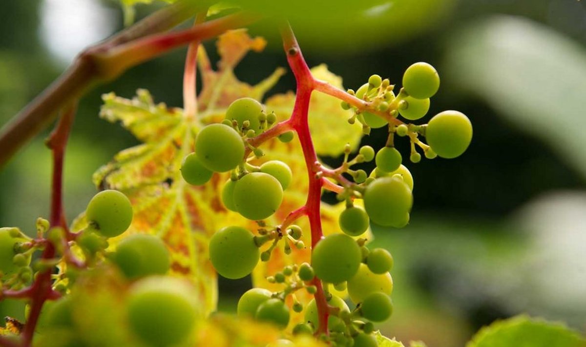 Aednik Harri Poomi sõnul kasvatatakse Eestis viinamarjadestkõige rohkem Lätis aretatud hästi külmakindlat sorti «Zilga».