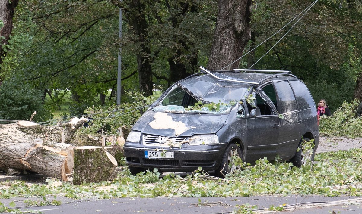 Tormiga kukkunud puu Kadriorus