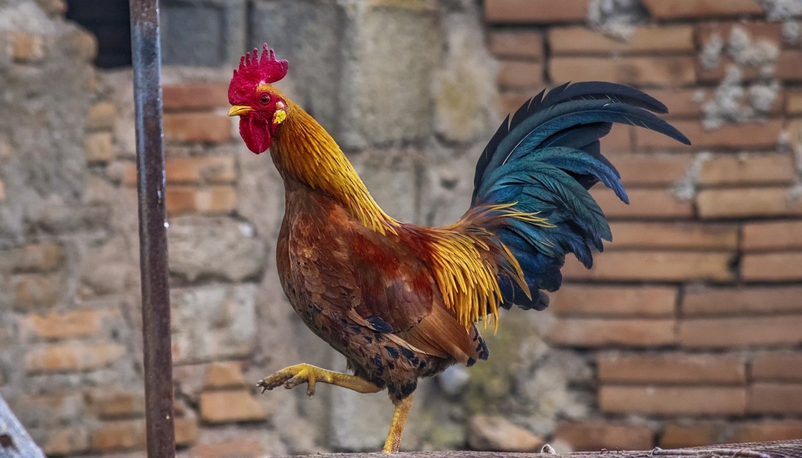 Фото петушка. Гибискус Bantam Rooster. Петух. Петух обыкновенный. Хвост петуха.