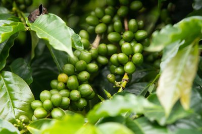 Rohelised kohvimarjad. Roheliste kohvimarjade valmimine punaseks võtab aega umbes 2-3 kuud.
