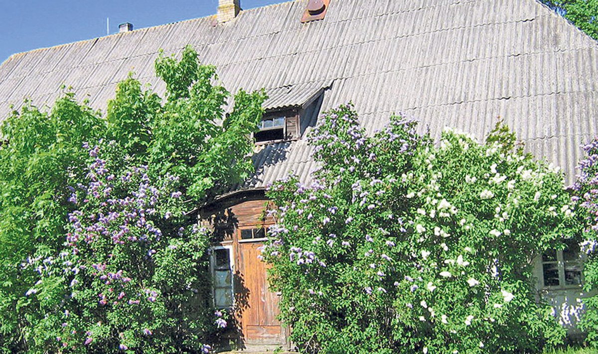           Õitsvatesse  põõsastesse  kasvanud maja on  suvel küll  romantiline  vaatepilt, kuid põõsad tekitavad hoonele  niiskus­kahjustusi.