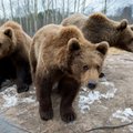 Uskumatu karujaht loomakaitsjate õuel: Keskkonnainspektsiooni läbiotsimine ehmatas lapsed nutma