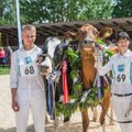 FOTOD: Eesti kauneimad lehmad on Olivia ja Marga
