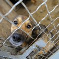 LUGEJAKIRI | Olen veendunud, et selles päevinäinud Kopli kortermajas elaval koeral oleks loomade varjupaigas palju parem