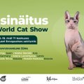 Выставка кошек World Cat Show, которая состоится в центре Т1 в выходные, соберет около 200 породистых кошек
