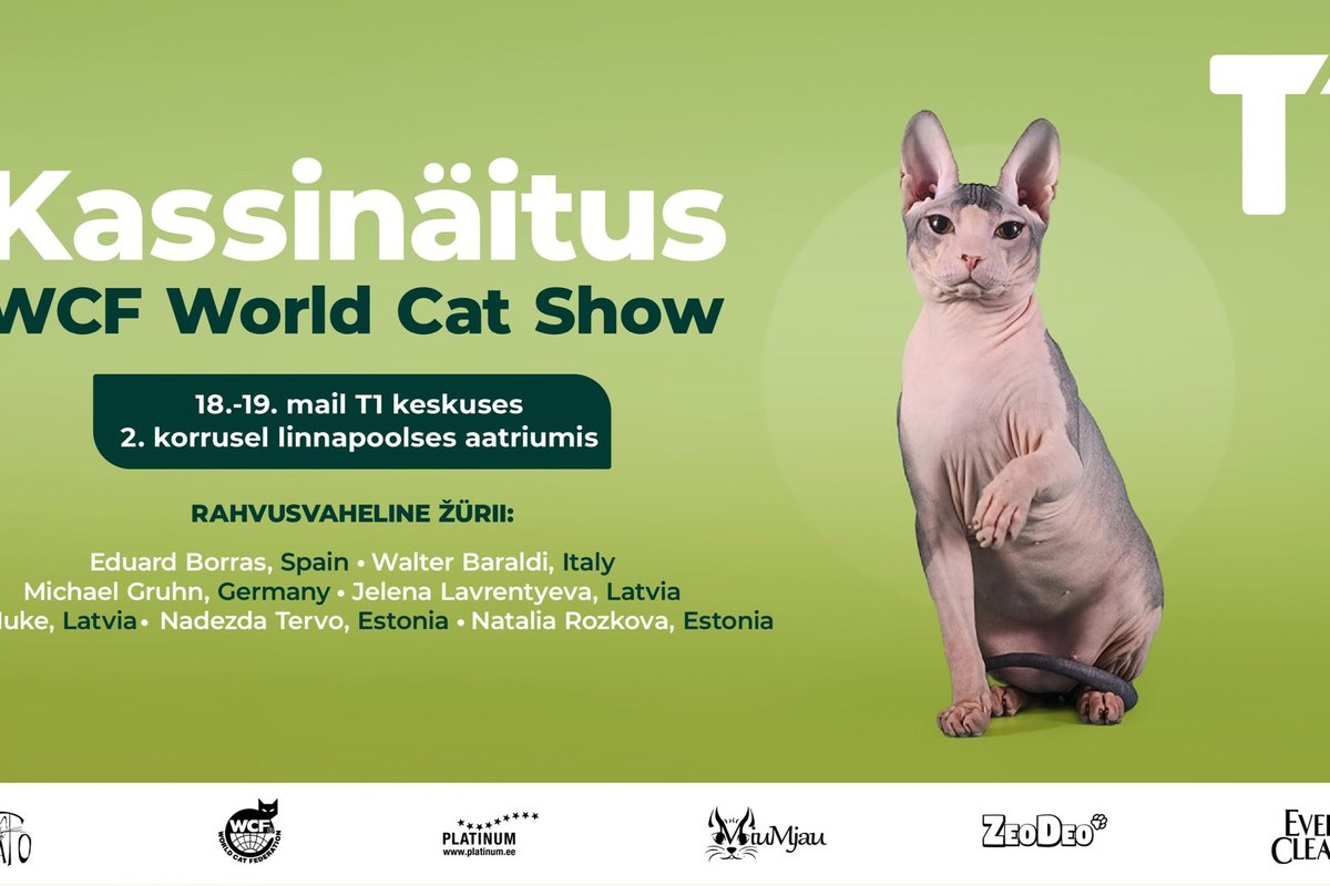 Выставка кошек World Cat Show, которая состоится в центре Т1 в выходные,  соберет около 200 породистых кошек - Бублик