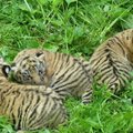 FOTOD | Tšehhi loomaaed tutvustas suuremale avalikkusele Tallinna loomaaia tiigri Pootsmani kutsikaid, selgus ka nende sugu
