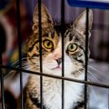 Loomakaitsjaid hirmutab kasside hukkamiste arv