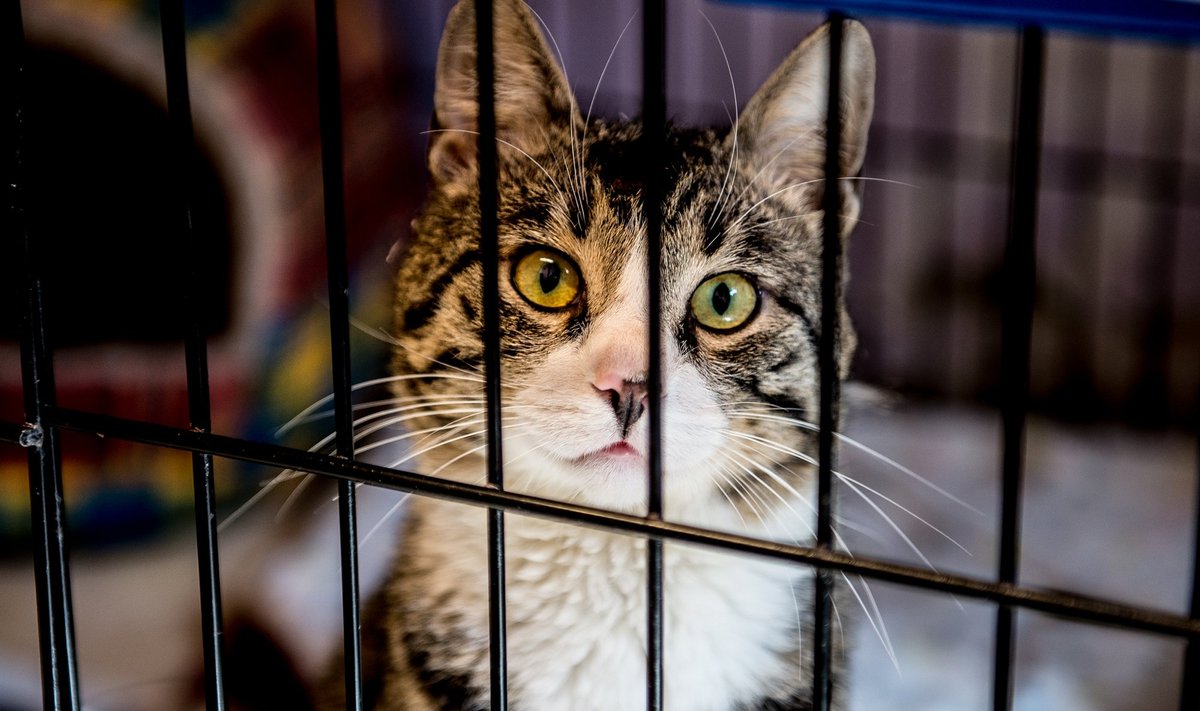Varjupaika sattunud kassid on sageli stressis, samas lubab linnaga sõlmitud leping stressis looma hukata.
