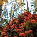 Galerii | Maalehe fotokonkursi „Näe, ma pildistasin seent!“ kaunid seened