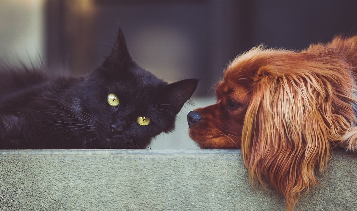 Mustadel kassidel ja vanematel koertel tuleb kodu teistest kauem oodata