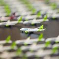 AirBaltic назовет свои самолеты в честь эстонских городов, но онлайн-голосование превратилось в непристойную шутку