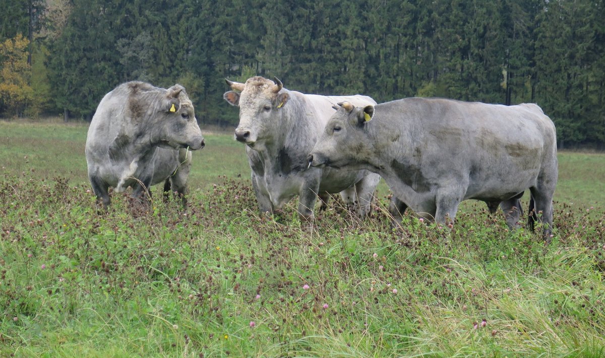 Cīruļi loomaaias paljundatakse ka Läti haruldast sinist veisetõugu.