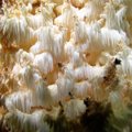 Leili metsalood | Segadused korallnarmikuga