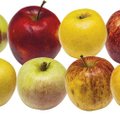 Выбираем лучшие магазинные яблоки: чем обусловлена цена и в каких меньше нитратов?