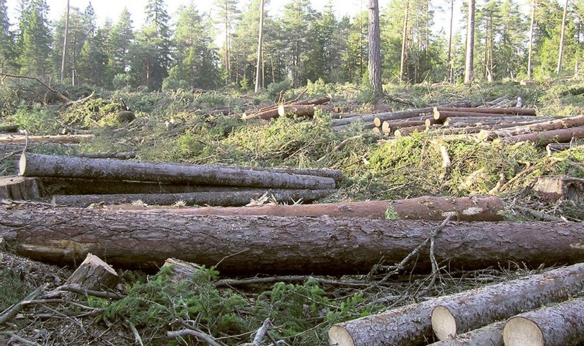 Lageraie on Eesti metsade majandamisel normaalne ja tavapärane raieviis, teavad metsamehed, ent paljud         tihti sellega ei lepi, eriti kui räägitakse mitte majandamise, vaid emotsioonide keeles.