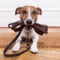 SOOVITUSED | 10 sammu, kuidas leida oma koerale perfektne jalutusrihm
