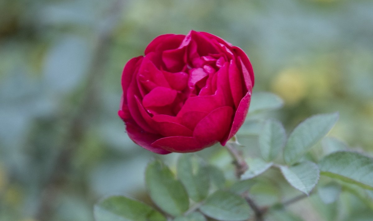 Sooja sügisega võivad roosid veel novembris kenasti õitseda.
