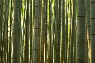 Suur osa Kyushust on kaetud metsadega. Kui kohalikud jumaldavad õitsvaid kirsipuid, siis põhjamaalasele avaldavad rohkem muljet bambusesalud.