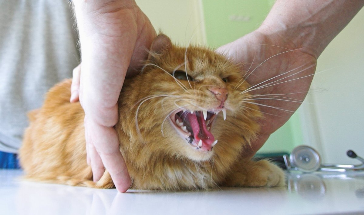 Kass loomakliinikus