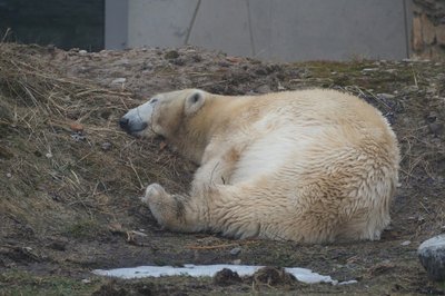 Jääkaru Friida tukkumas