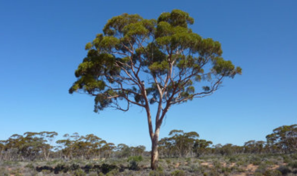 Eukalüptisalu. Mel Lintern/CSIRO