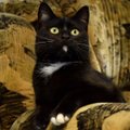 Must kass täis müstikat ja salapära: oktoober on varjupaikades musta kassi kuu