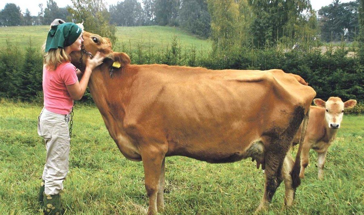 Ülle Hollo rõõmustab, et peres on lehm. Piima jätkub nii vasikale kui ka Hollo perele. Foto: Mirjam Nutov