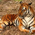 Millises riigis leidub kõige rohkem tiigreid? Vastus on üllatav
