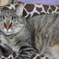 Tikri lugu | Hukkamise eest pagenud kass vajab ravi kopsuhaiguse vastu
