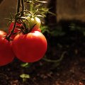 Tomatid hoiavad sind tervena