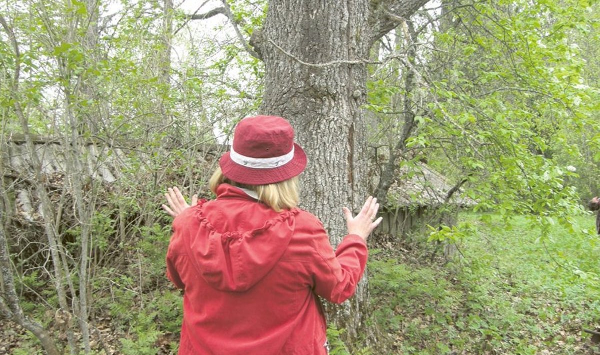 Puule läheneja on metsakonsulent Tiina Viir, kes muu hulgas rääkis metsaomanike õppepäeval, kuidas välja järgi puu tervist hinnata.