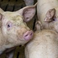Африканская чума свиней погубила на эстонской ферме 116 животных. Введены ограничительные меры