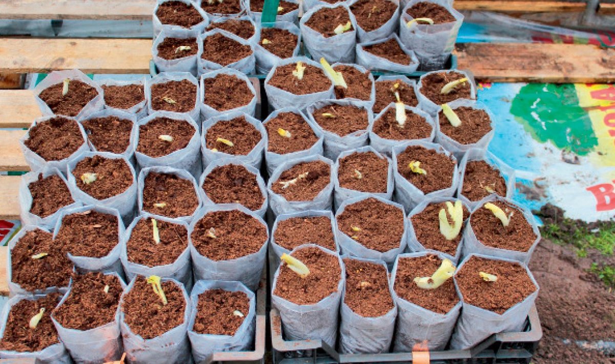  Aed-päevaliilia juurikad on kasvu­turbasse istutatud. Taimed saavad hakata juurduma ja varakult kasvuhooaega alustada. 