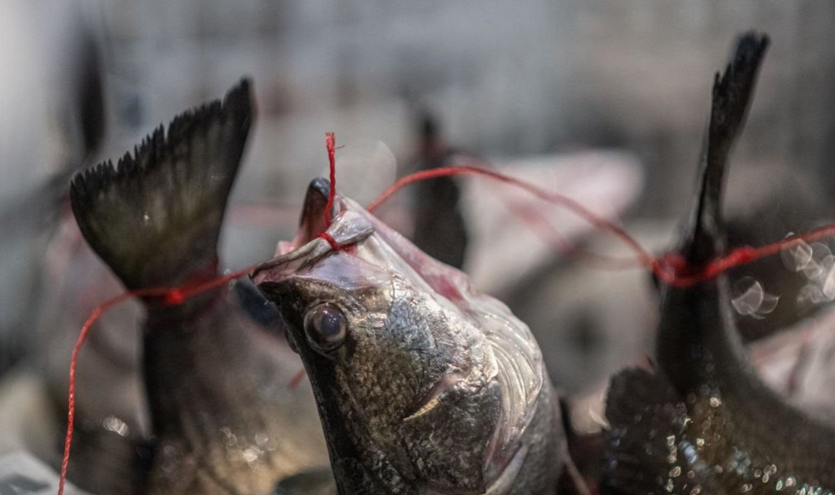 Kalade painutamine ehk 'fish tethering' Hiina Taipei turul
