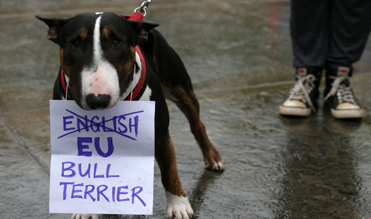 Euroopa Liitu jääda soovivad šotlased on valmis vastu võtma kõik inglise europooldajad, nii inimesed kui ka koerad.