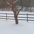 VIDEO SAAREMAALT | Julge reinuvader ronis puu otsa lindude rasvapalli järele