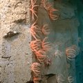 VIDEO | Mereteadlased avastasid maailma pikima korallrahu