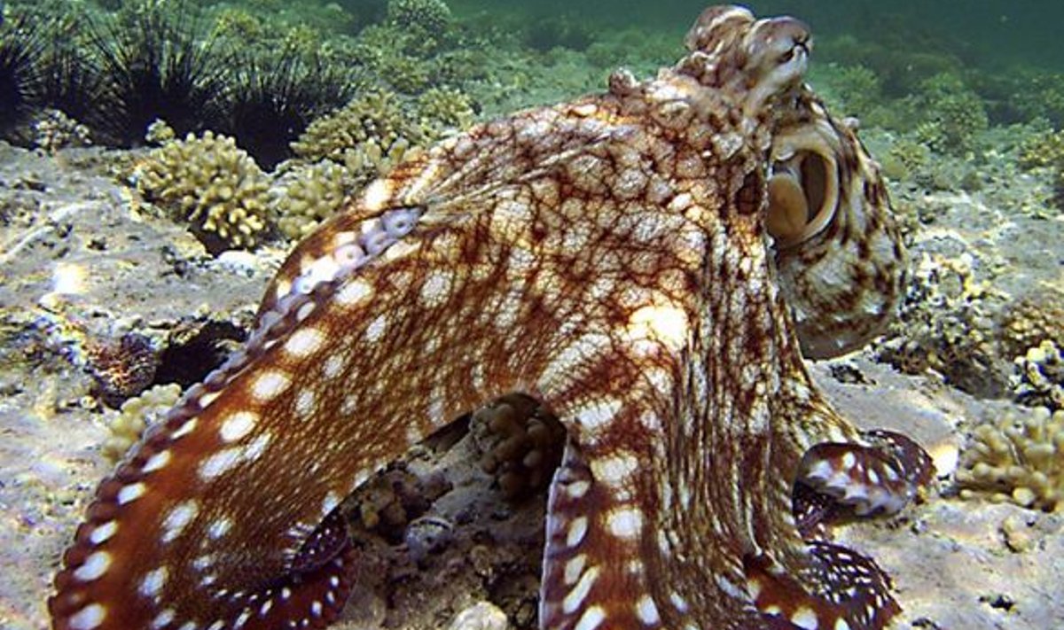 ERUTUSEST PUNANE: Kaheksajalg võib hammustada, teavad kohalikud. Autorile mõjus tema seltskond siiski pigem rahustavalt.