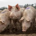 Suurbritannia seatööstus hoiatab: lihunike puudus võib viia massilise tapatööni