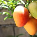 Вкусность на подоконнике: как вырастить манго из косточки