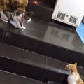 Fantastiline reaktsioon: vaata, kuidas rahusobitajast koer kassi keset kaklust minema tirib!