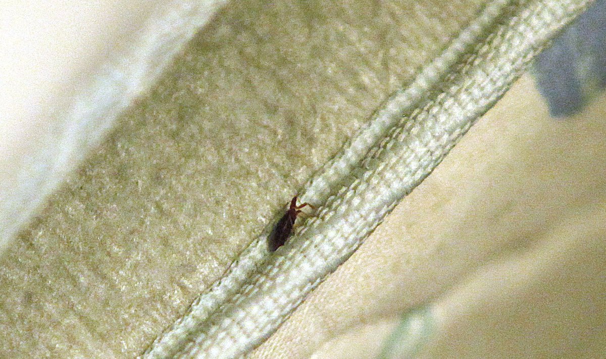 Bed Bug Conundrum