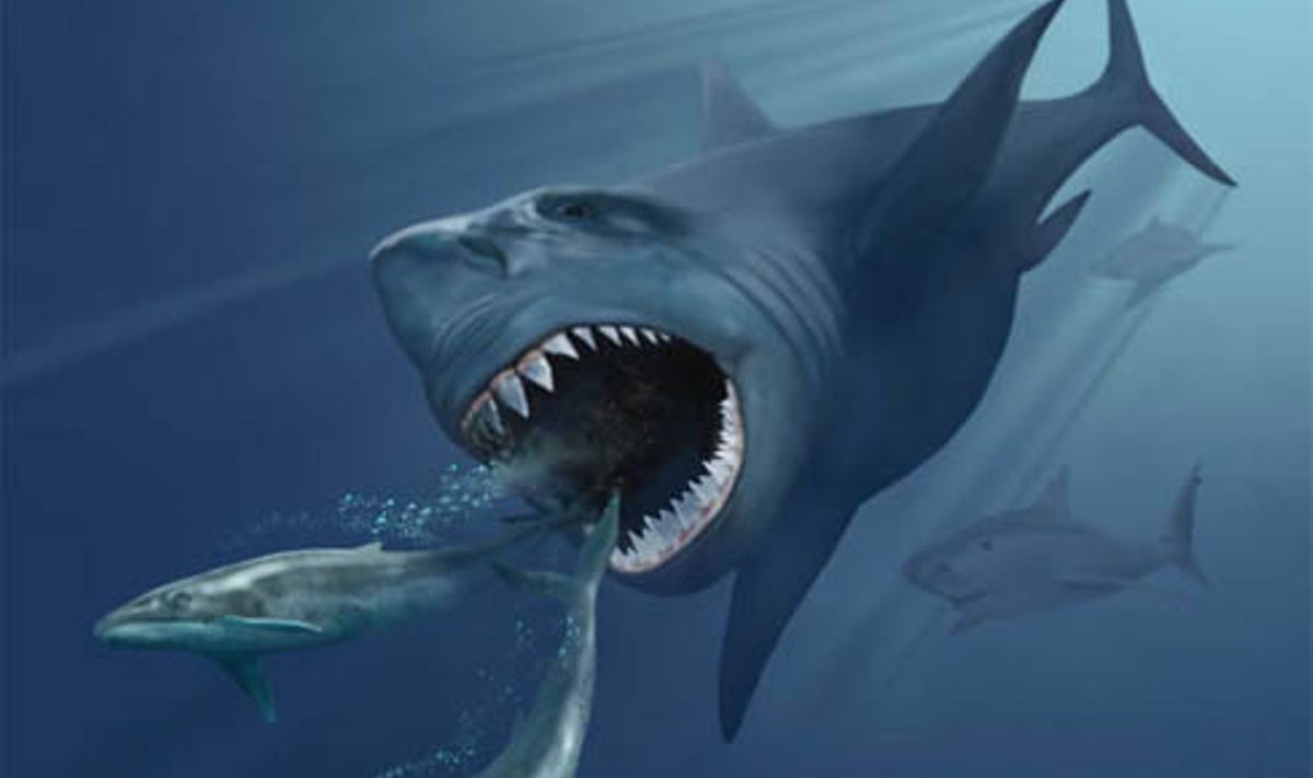 Megalodon jahti pidamas. Kunstniku nägemus.