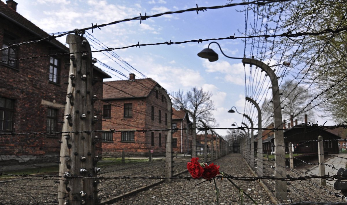 Carnations are placed on the barbed wire in the former Nazi death camp of Auschwitz in Oswiecim