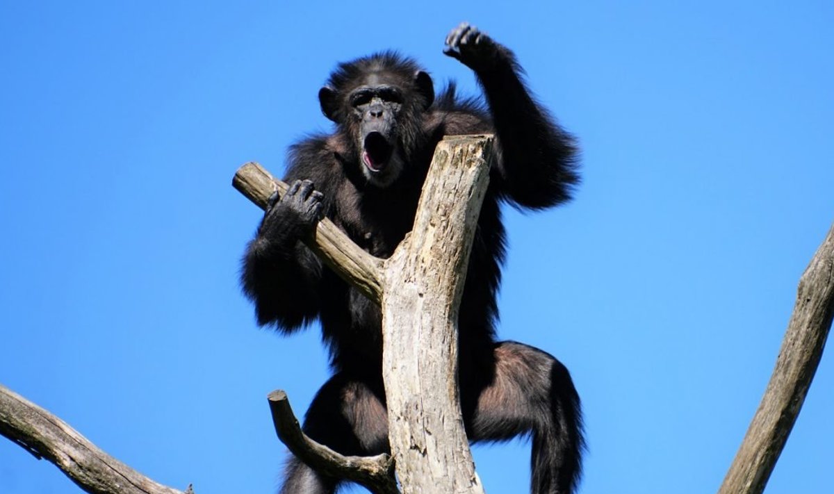 Šimpans Quincy